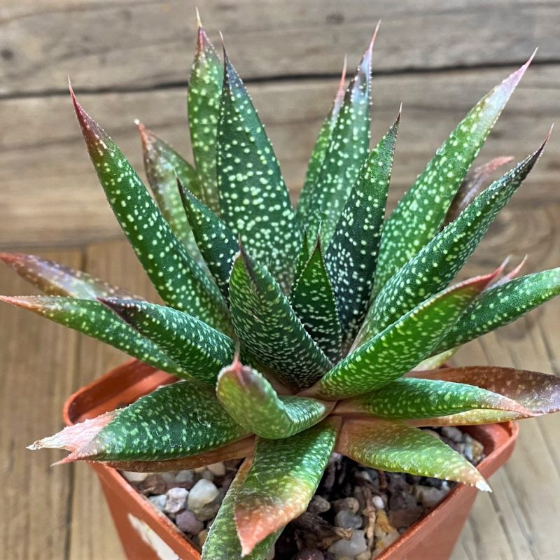SH27321 Gasteria flow