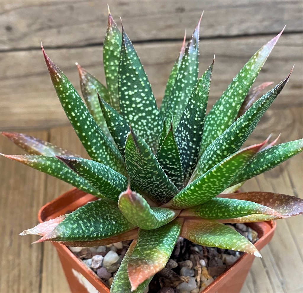 SH27321 Gasteria flow
