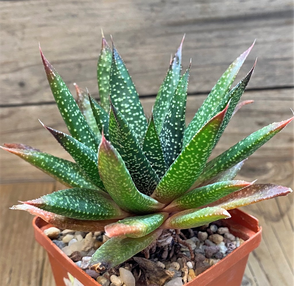 SH27321 Gasteria flow - Image 2