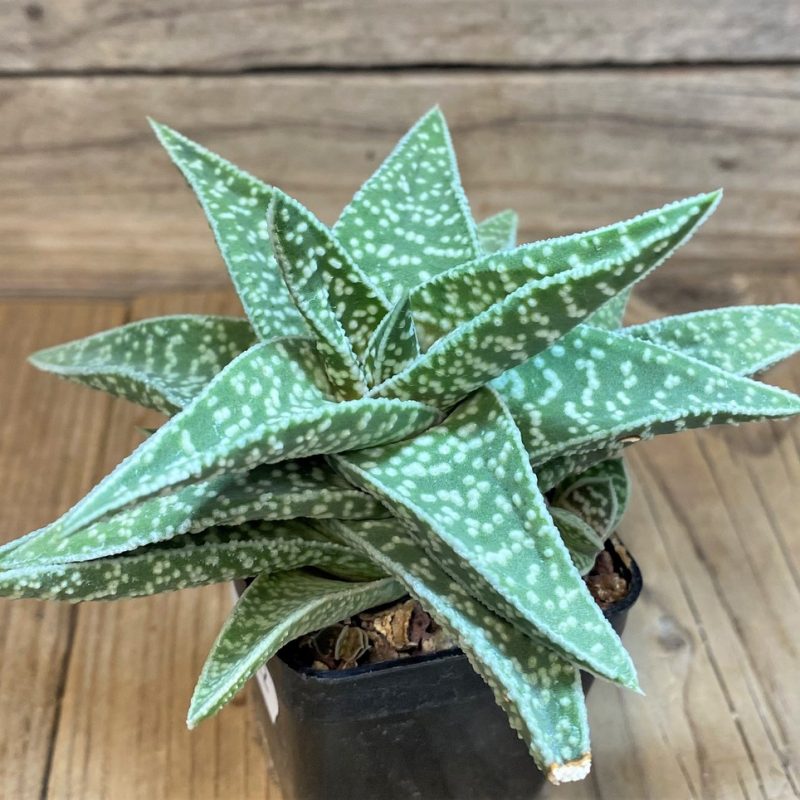 SH27322 Gasteraloe ‘Cocks Beauty’