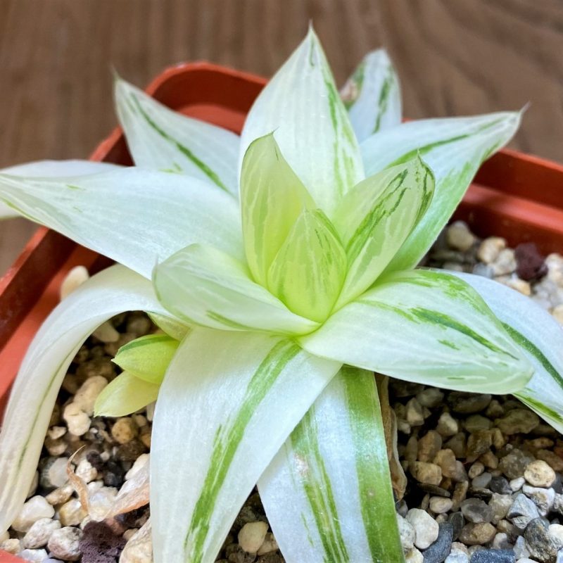 SH27316 Haworthia cymbiformis f. variegata
