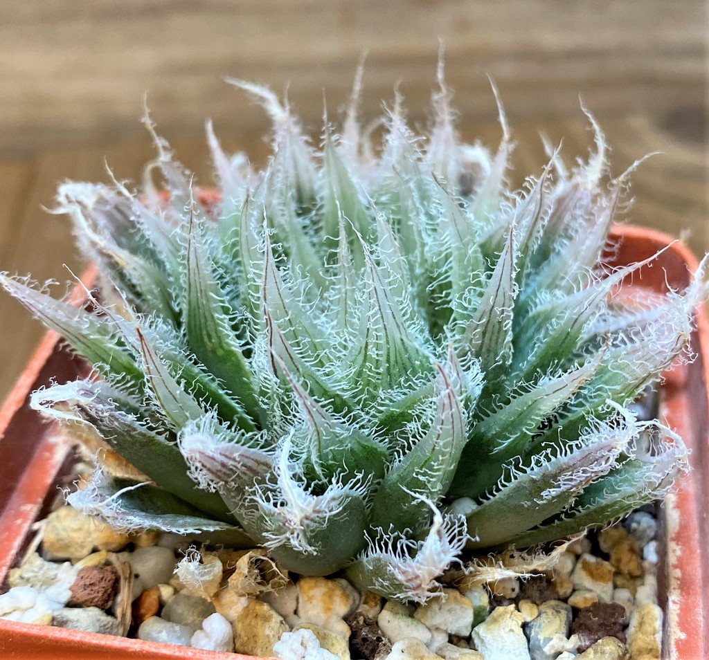 SH27317 Haworthia bolusii