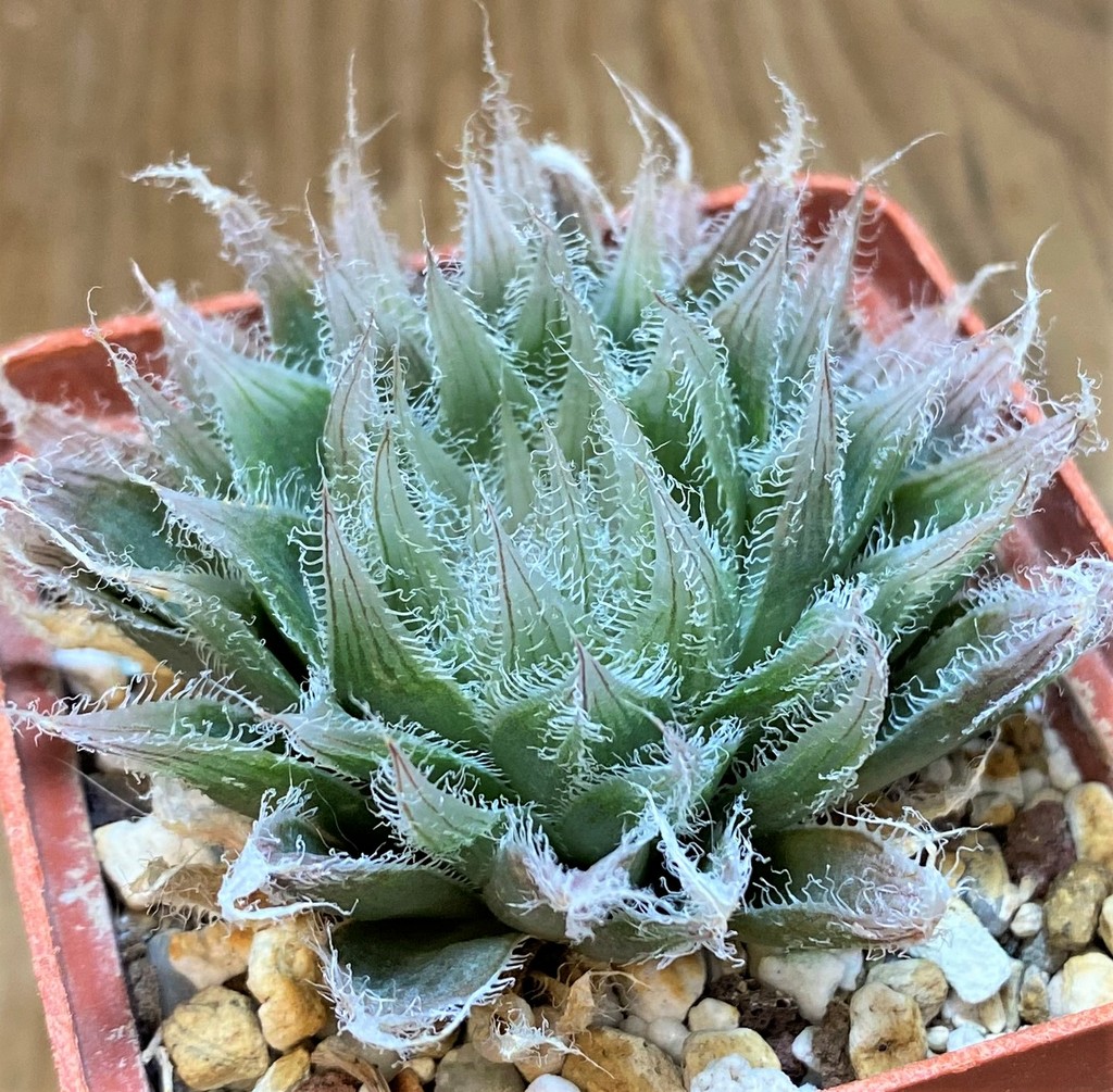 SH27317 Haworthia bolusii - Image 2