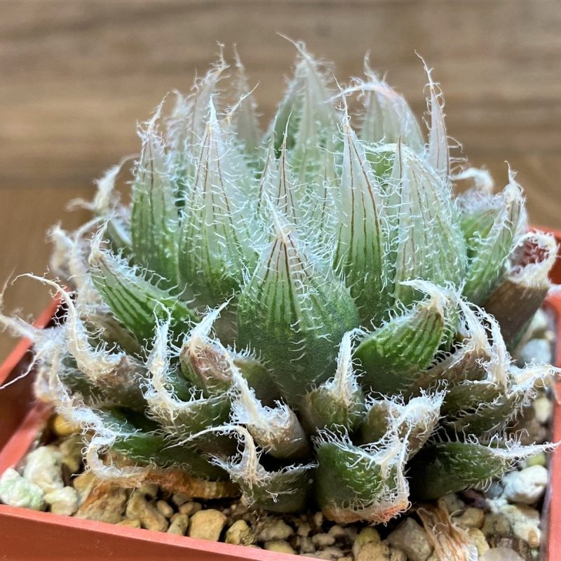 SH27318 Haworthia bolusii