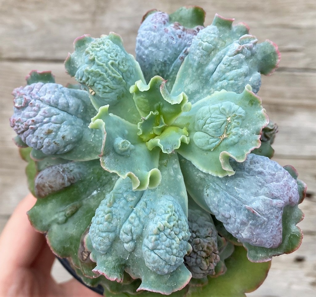 SH27452 Echeveria 'Linguas' - Image 3