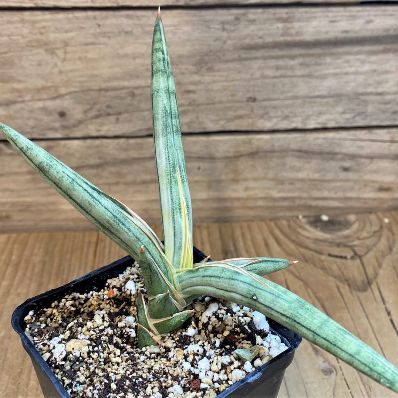 SH23995 Sansevieria 'Silver Clone'