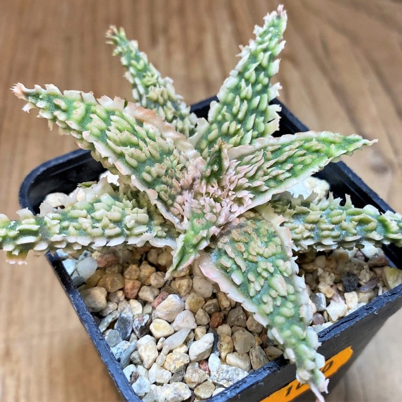 SH1070 Aloe TCT hybrid