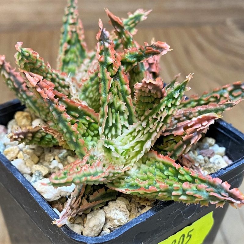 SH4805 Ale TCT hybrid