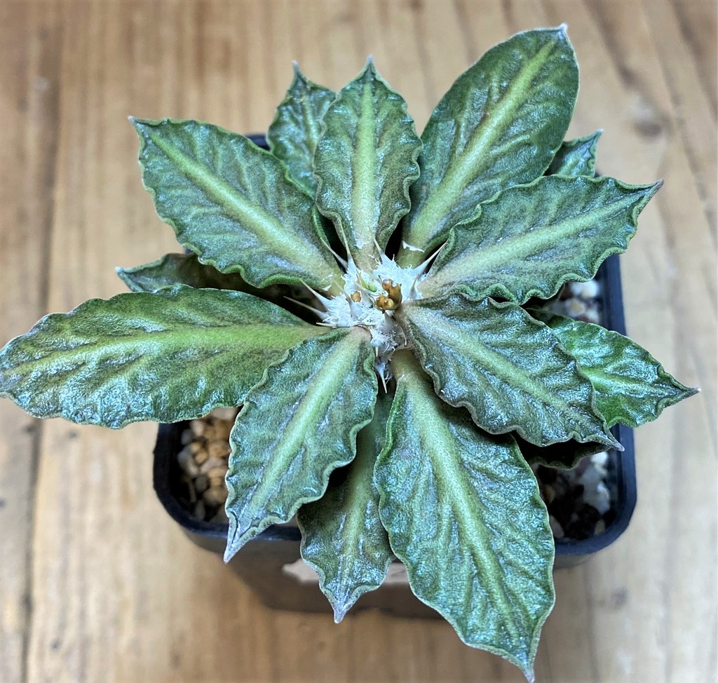 SH13208 Euphorbia tulearensis hybrid