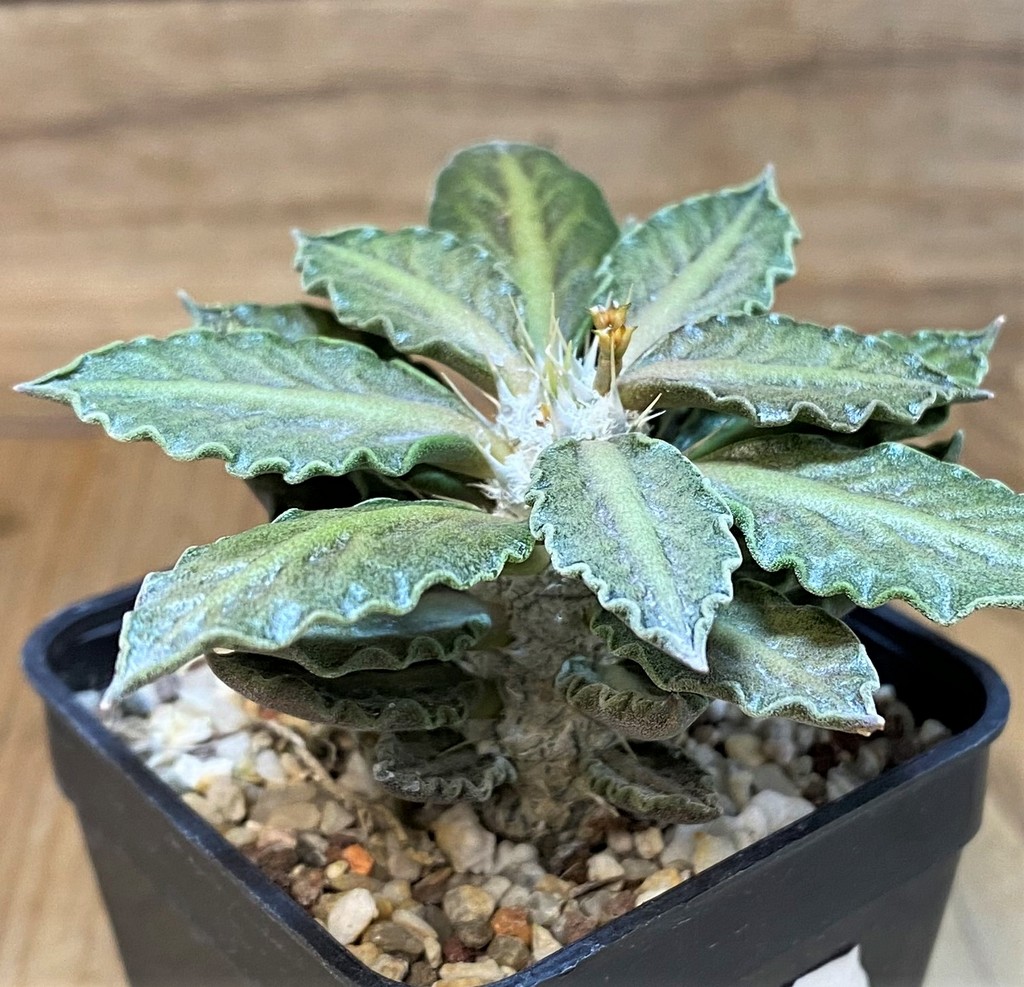 SH13208 Euphorbia tulearensis hybrid - Image 2