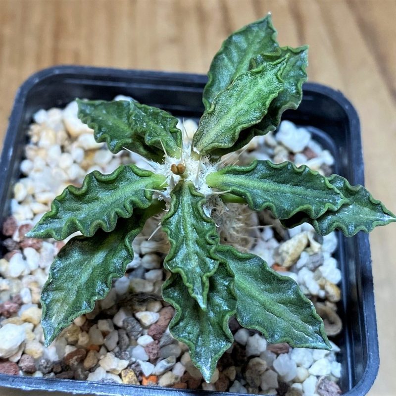 SH11063 Euphorbia tulearensis