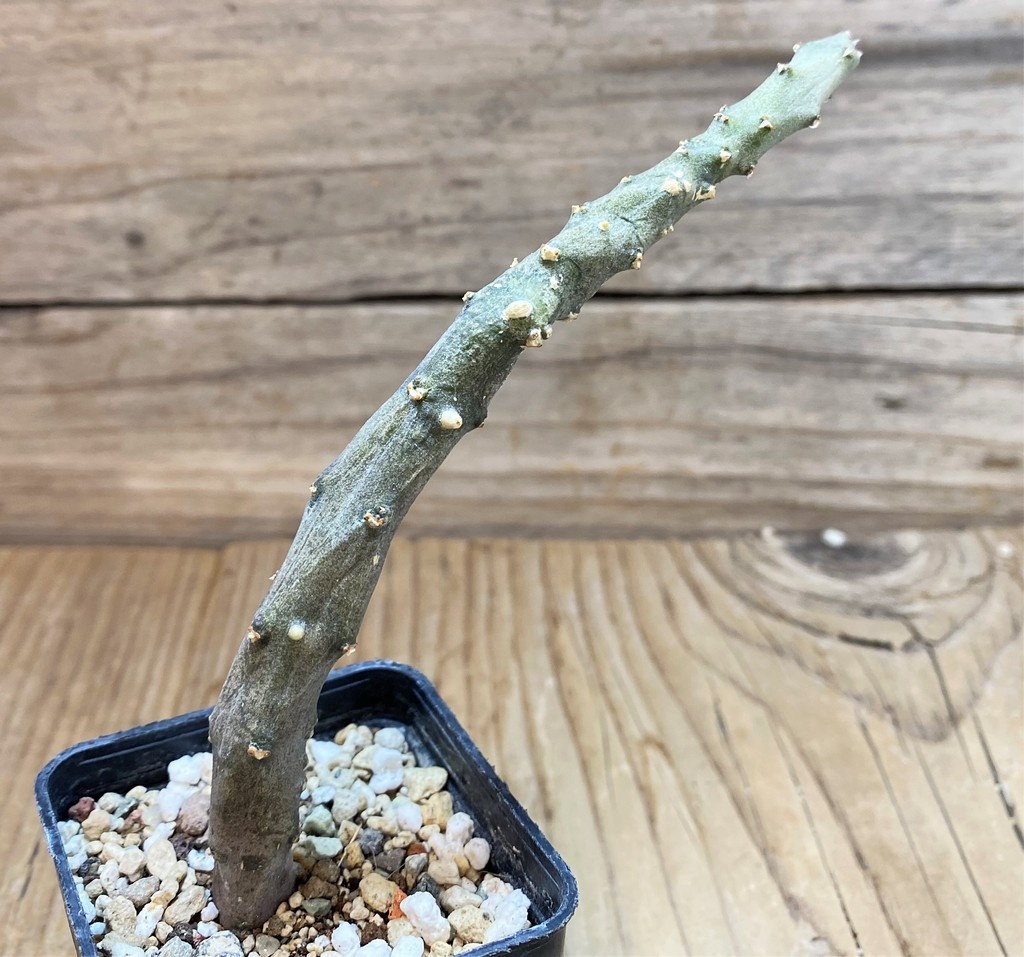 SH27421 Ceropegia stapeliiformis - Image 2