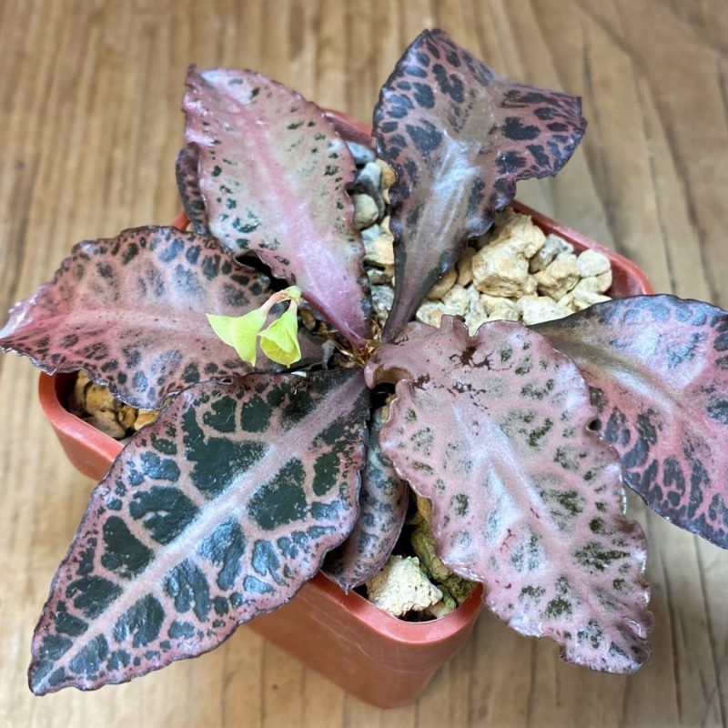 SH5940 Euphorbia francoisii hybrid