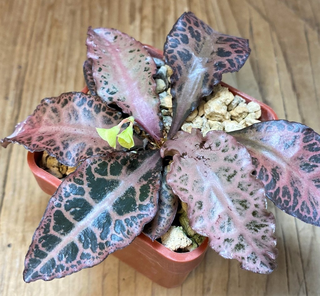 SH5940 Euphorbia francoisii hybrid