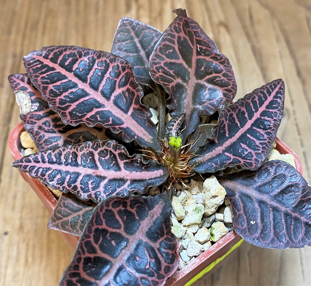 SH7175 Euphorbia francoisii hybrid