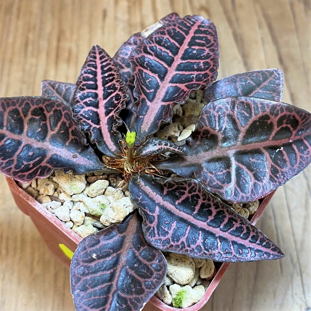 SH7175 Euphorbia francoisii hybrid - Image 2