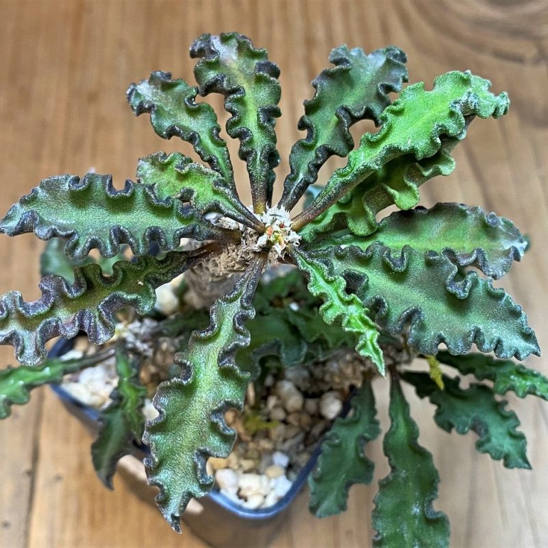 SH11712 Euphorbia decaryi v. spirosticha