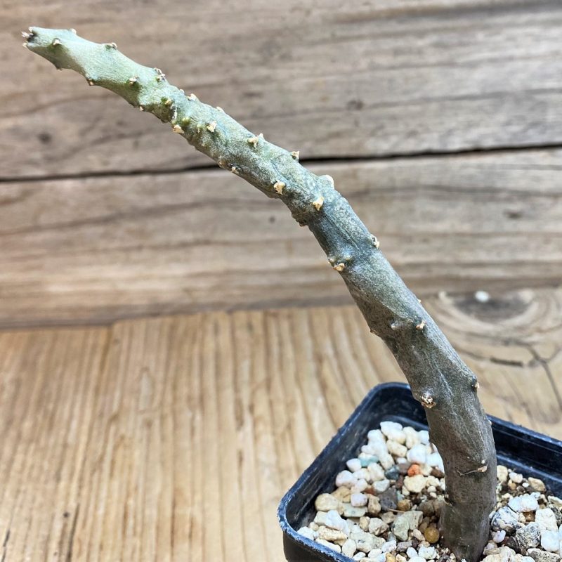 SH27421 Ceropegia stapeliiformis