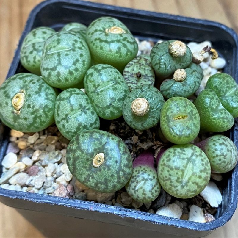 SH11839 Conophytum obcordellum mix, seedling