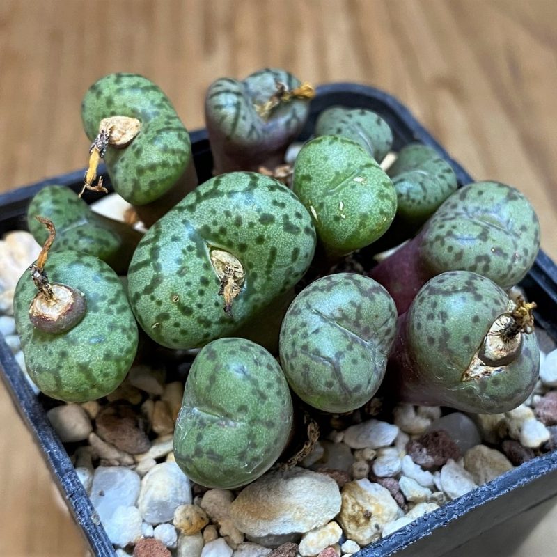 SH11842 Conophytum obcordellum mix