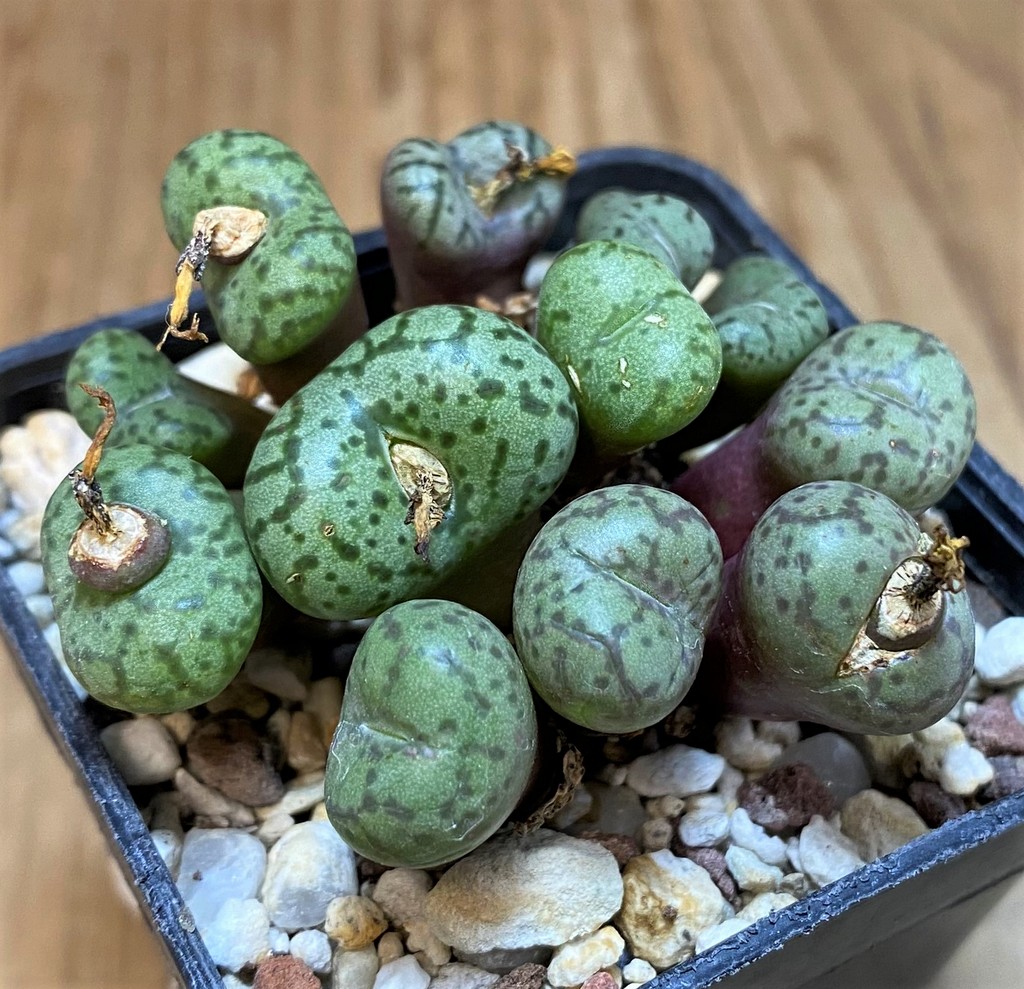 SH11842 Conophytum obcordellum mix