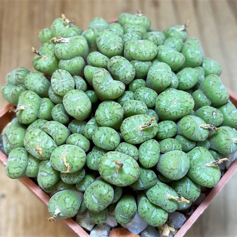 SH11918 Conophytum obcordellum ssp. roltii CR1004