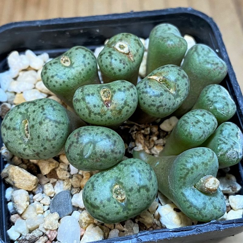 SH7717 Conophytum obcordellum