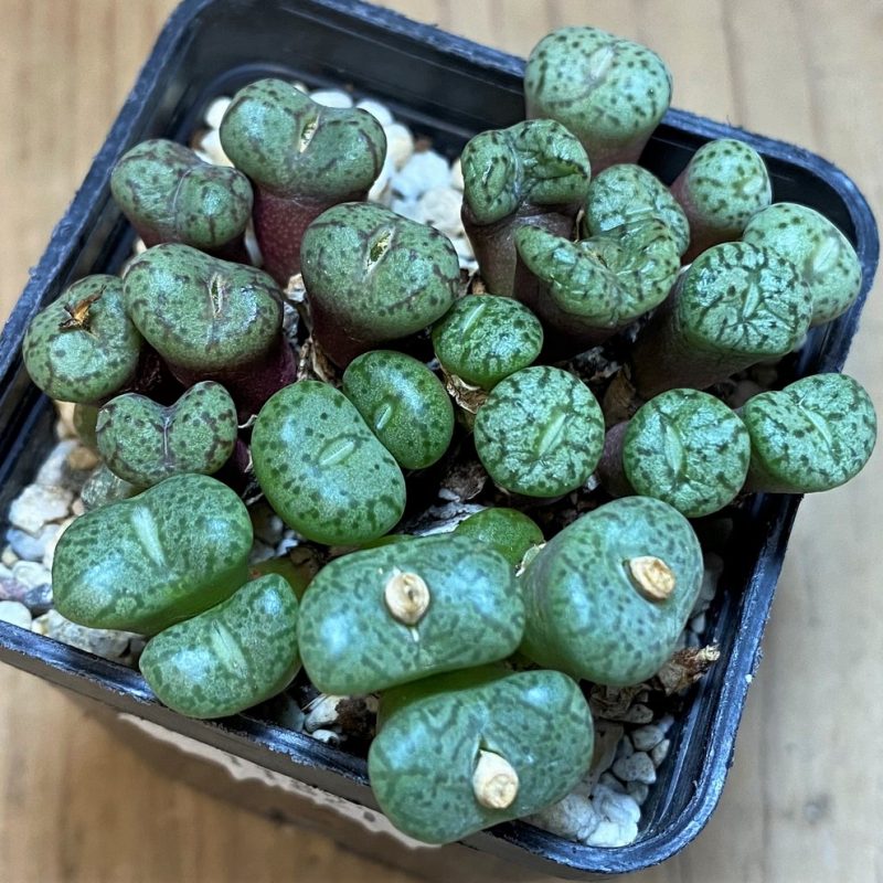 SH11821 Conophytum obcordellum mix, seedling