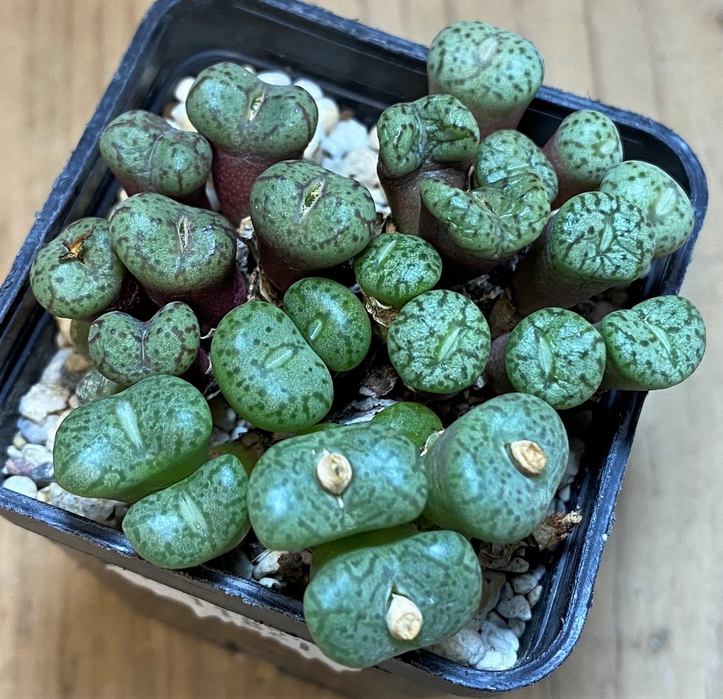 SH11821 Conophytum obcordellum mix, seedling