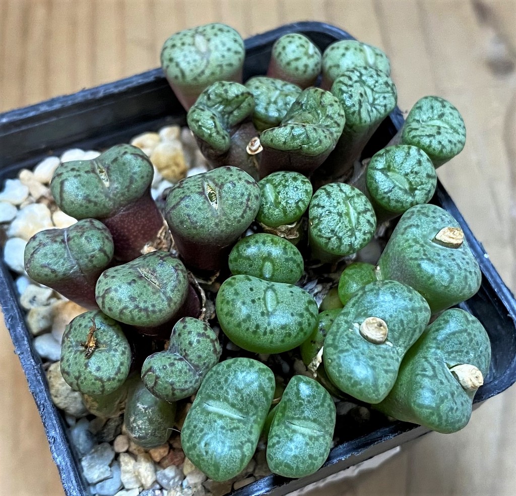 SH11821 Conophytum obcordellum mix, seedling - Image 2