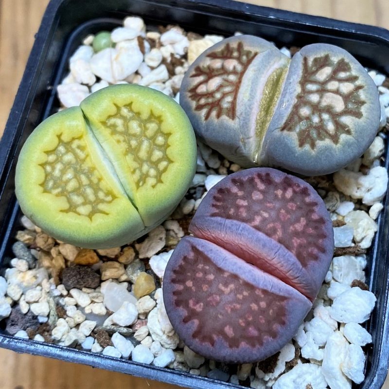 SH14867 Lithops mix