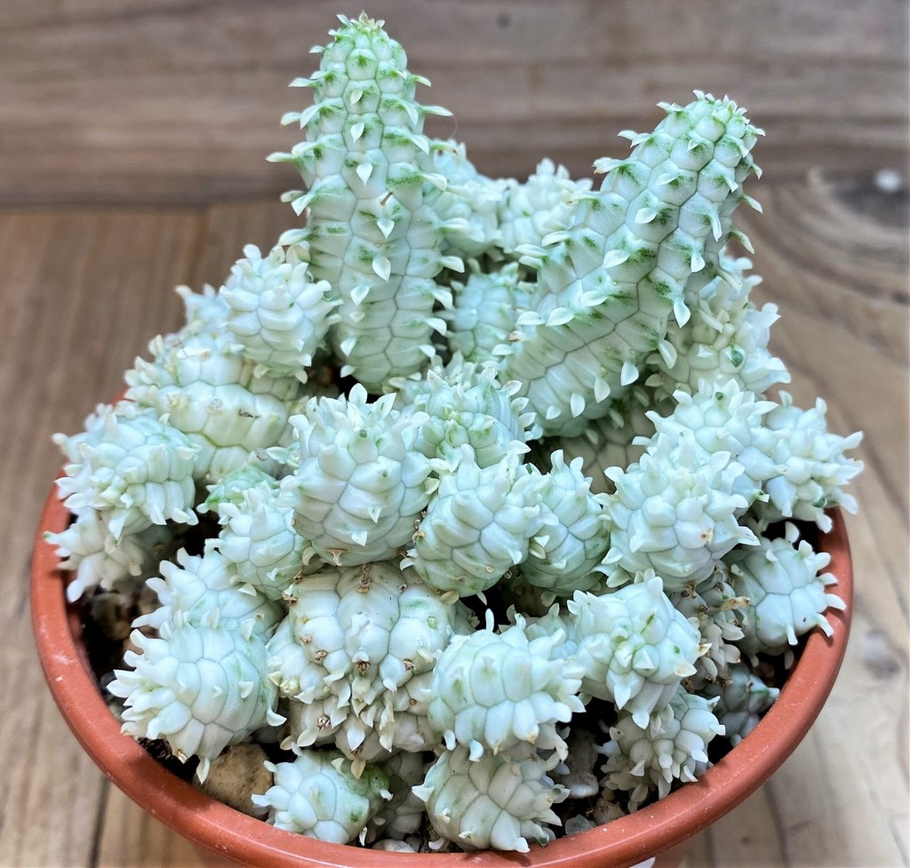 SH27422 Euphorbia mammillaris f. variegata