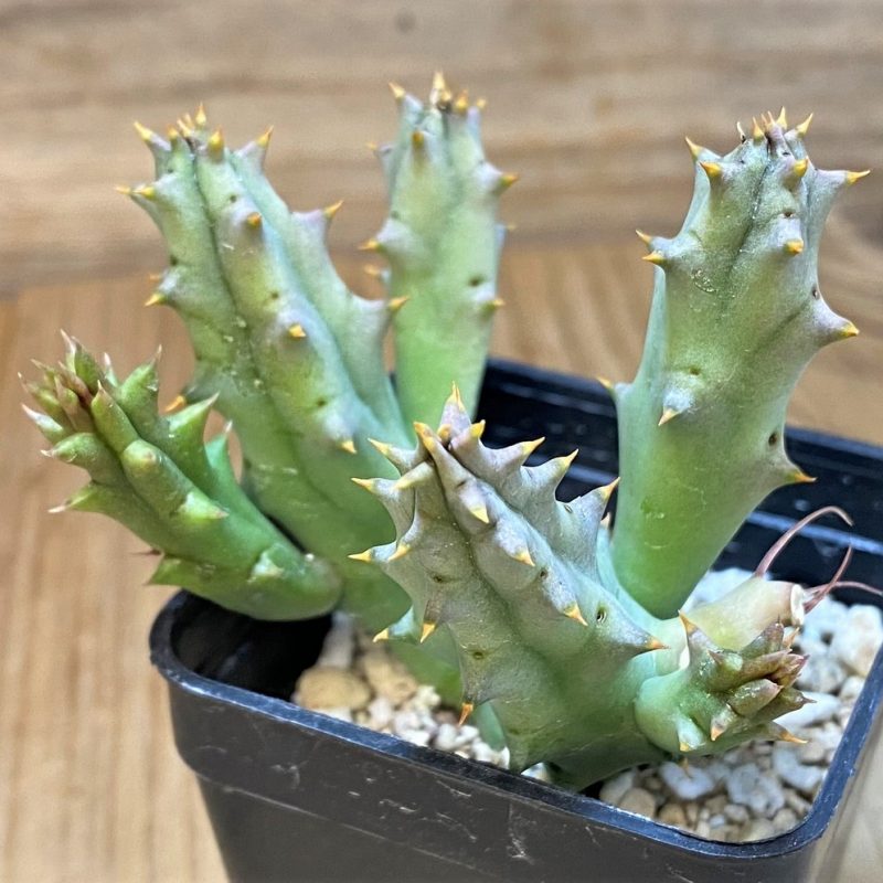 SH20749 Huernia hystrix