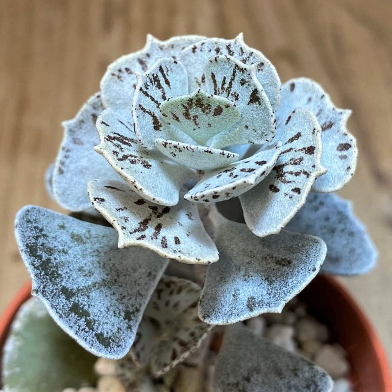 SH17303 Kalanchoe rhombopilosa