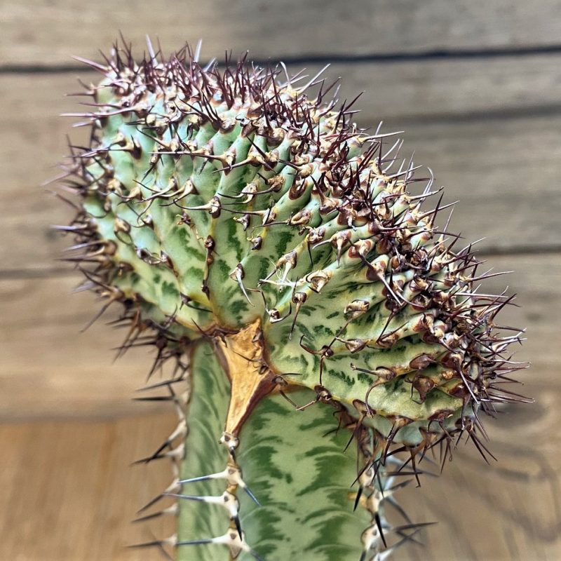 SH6672 Euphorbia confinalis f. cristata, grafted