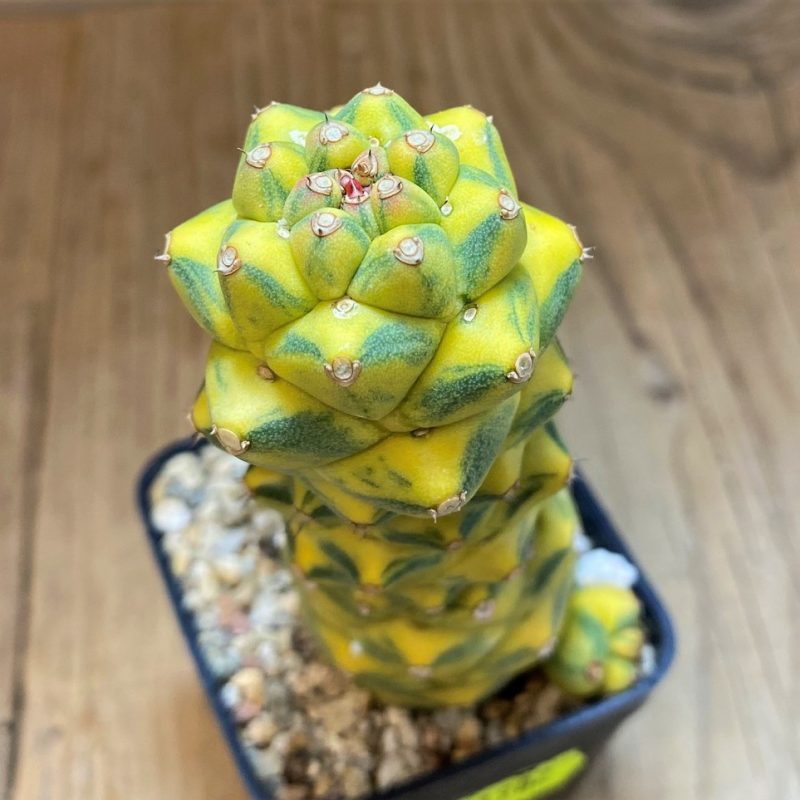 SH1902 Monadenium ritchiei f. variegata