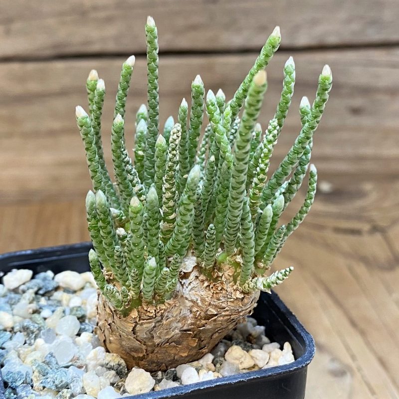 SH14665 Avonia alstonii