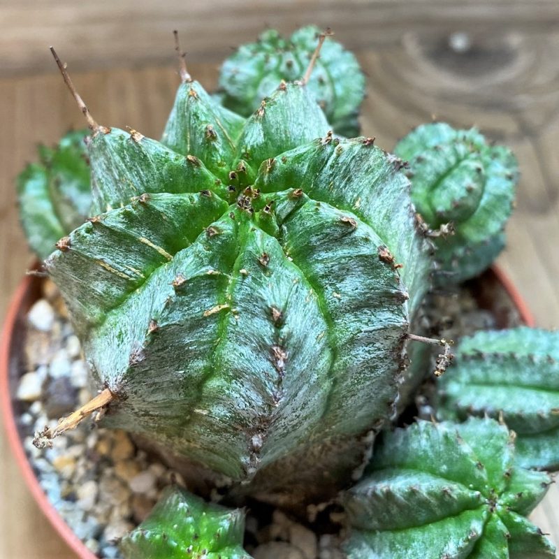 SH27423 Euphorbia horrida hybrid