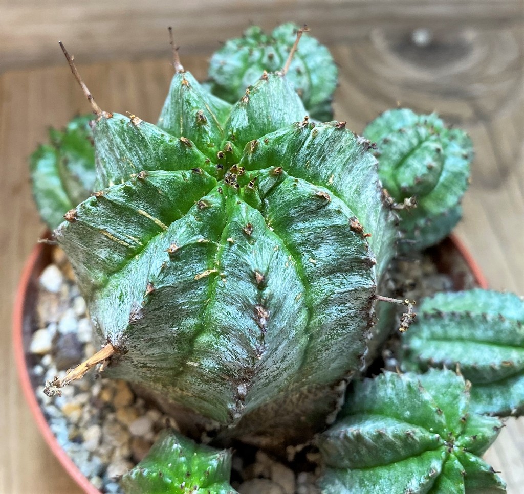 SH27423 Euphorbia horrida hybrid