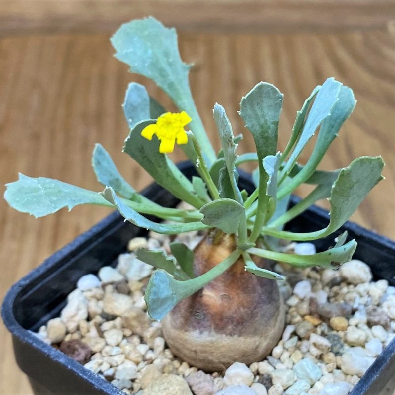 SH17481 Othonna cacalioides