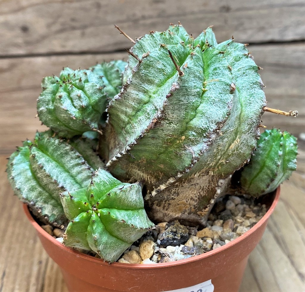 SH27423 Euphorbia horrida hybrid - Image 3