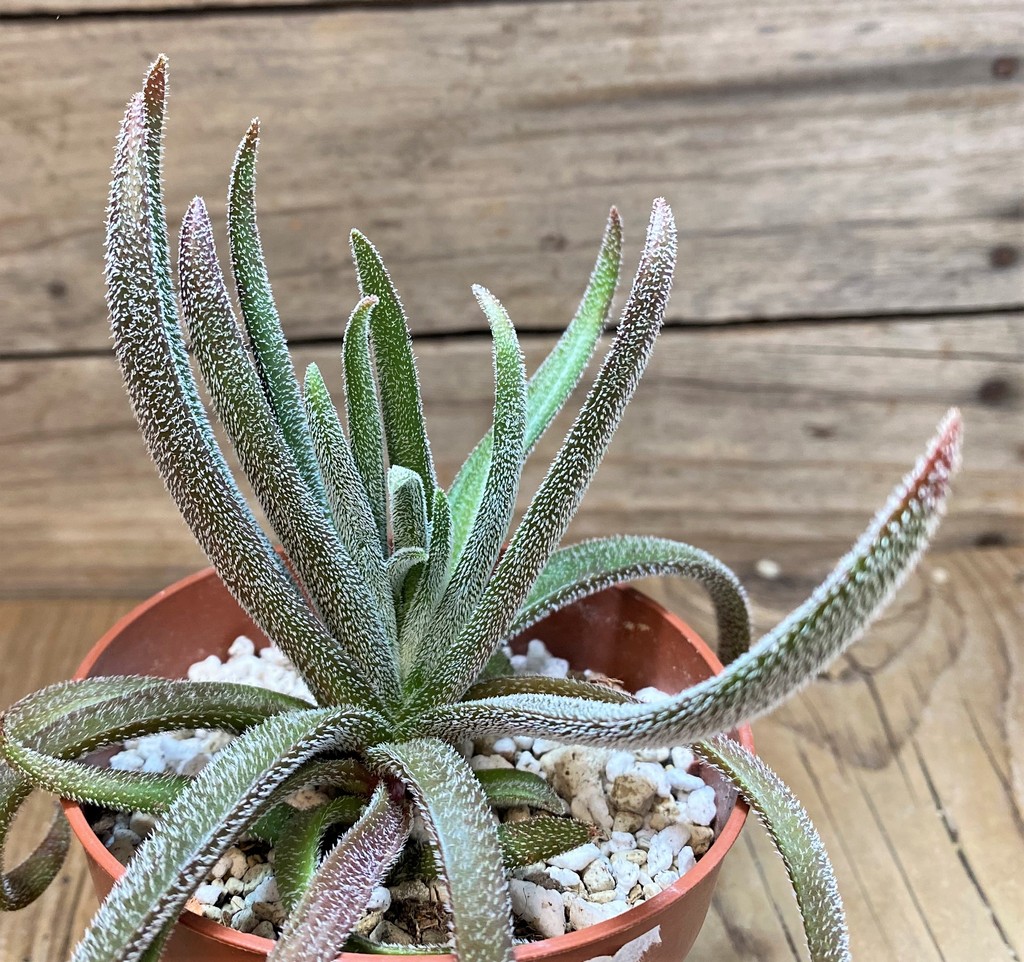 SH27424 Crassula hirta - Image 2