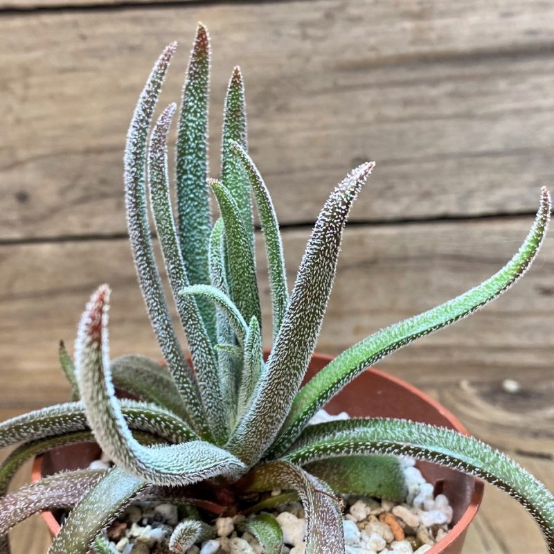 SH27424 Crassula hirta