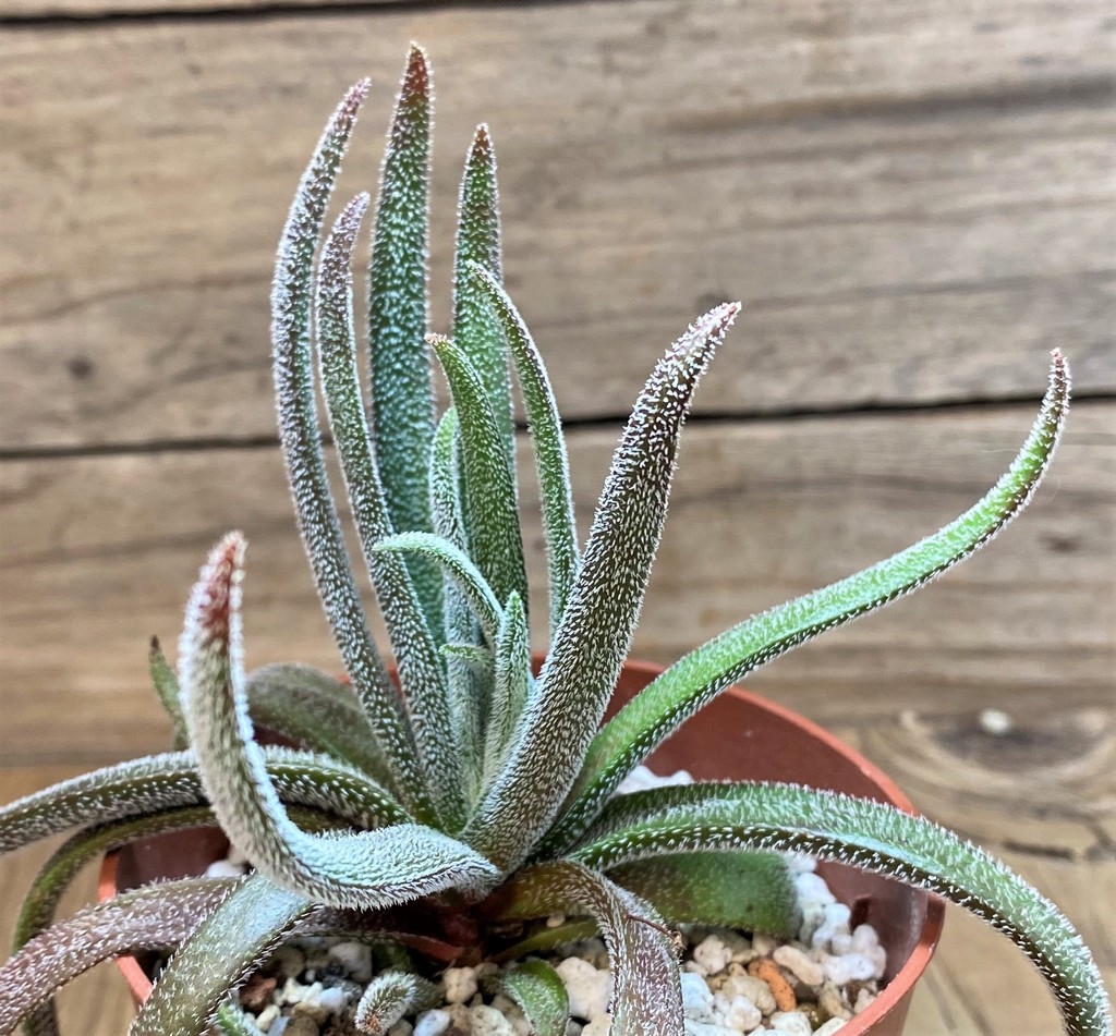 SH27424 Crassula hirta