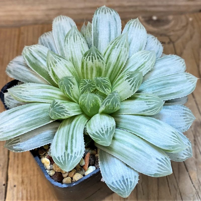 SH27425 Haworthia cooperi 'Silver Swirl'