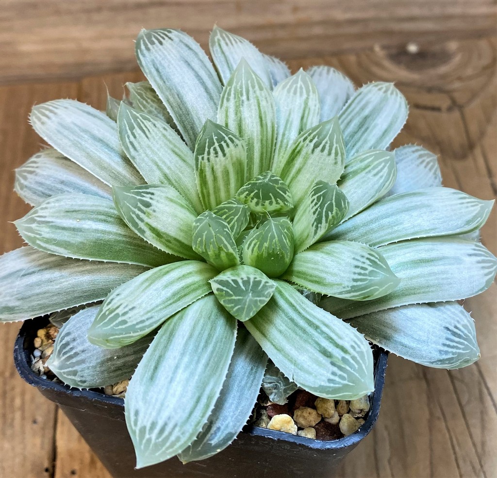 SH27425 Haworthia cooperi 'Silver Swirl' - Image 2