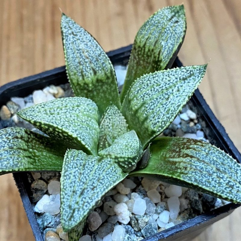 SH27426 Haworthia picta -Japan-