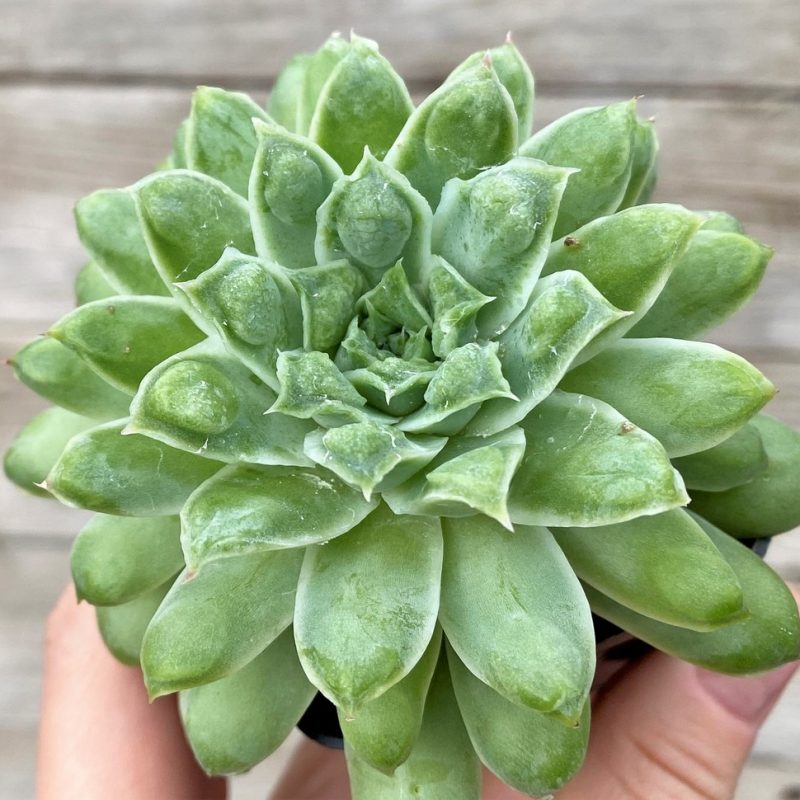 SH27450 Echeveria ‘Mexico Tears’ with bumps