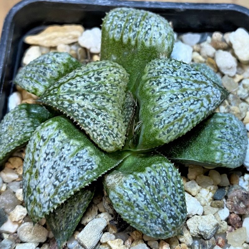 SH27427 Haworthia splendens GM452
