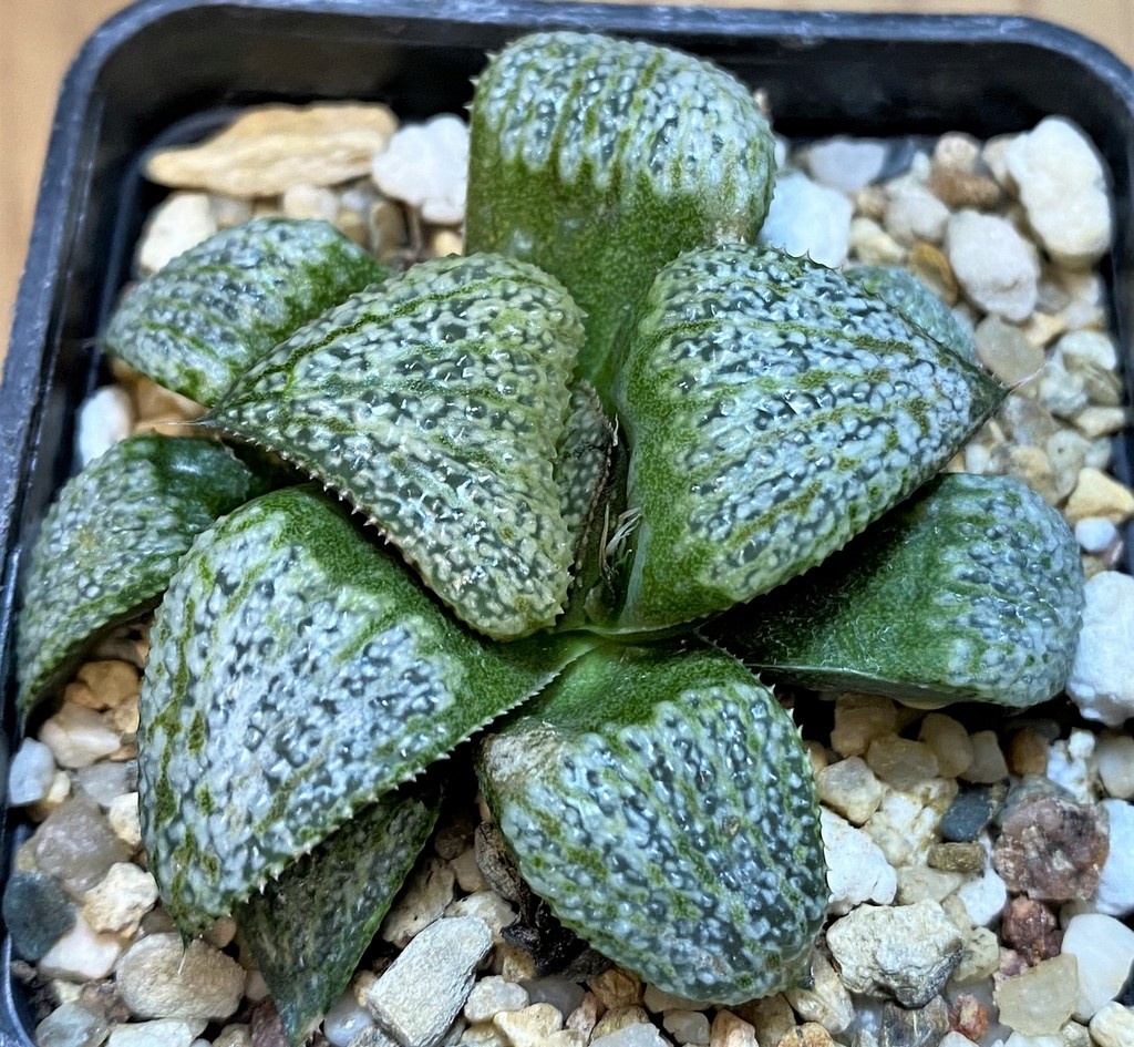 SH27427 Haworthia splendens GM452